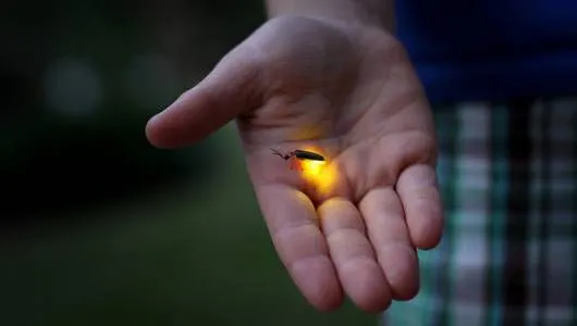 firefly_glow.jpg.560x0_q80_crop-smart.jpg