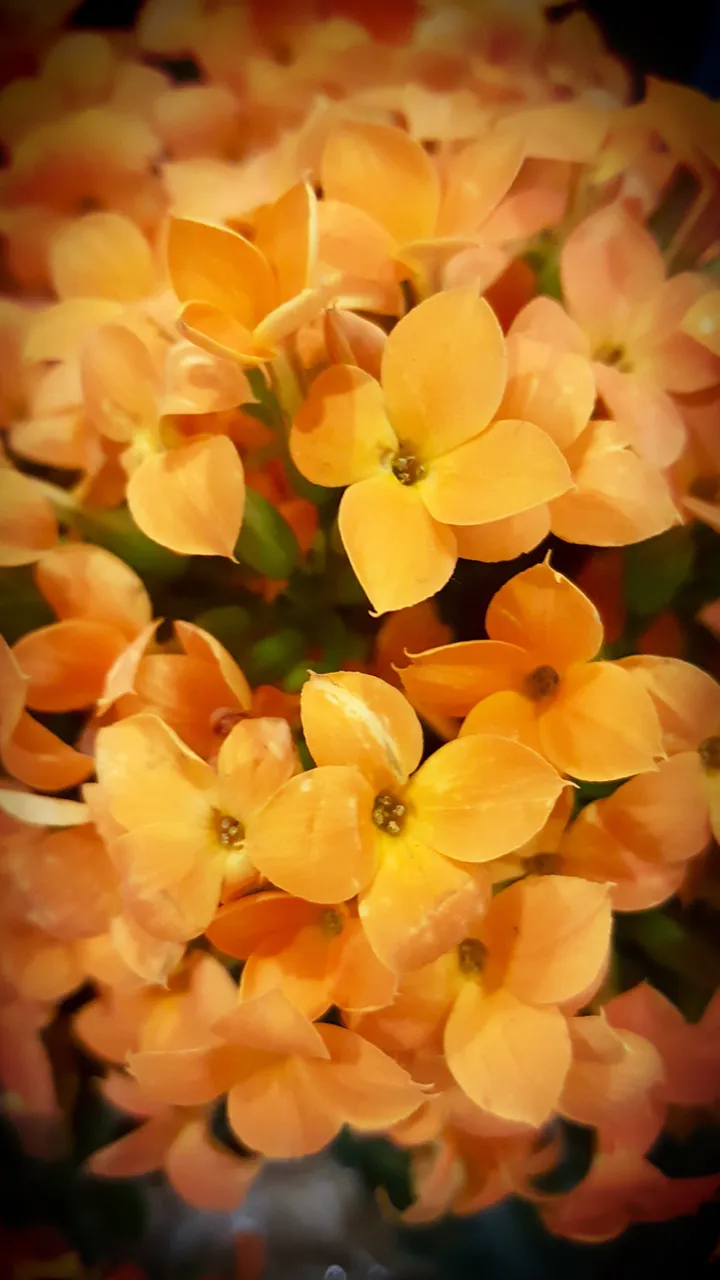 C9DE3B6A-5519-4AED-996A-C73DD0D021BF.jpeg