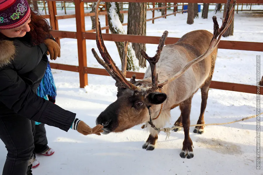 Reindeer Tyson