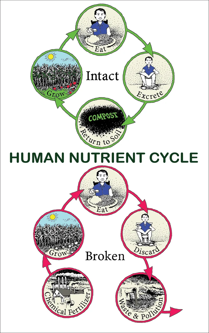 the human nutrient cycle (intact & broken)