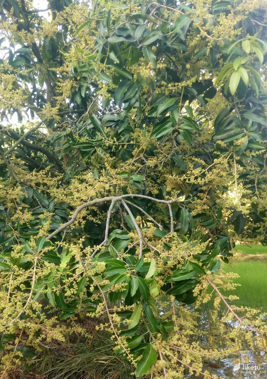 405opjpl062fbsa_IMG20220228072312.jpg