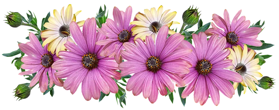 Flores, Las Margaritas, Acuerdo, JardÃ­n, Naturaleza