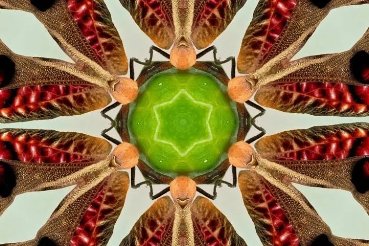 Kaleidoscope 96