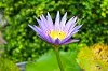 shaka flower.jpg