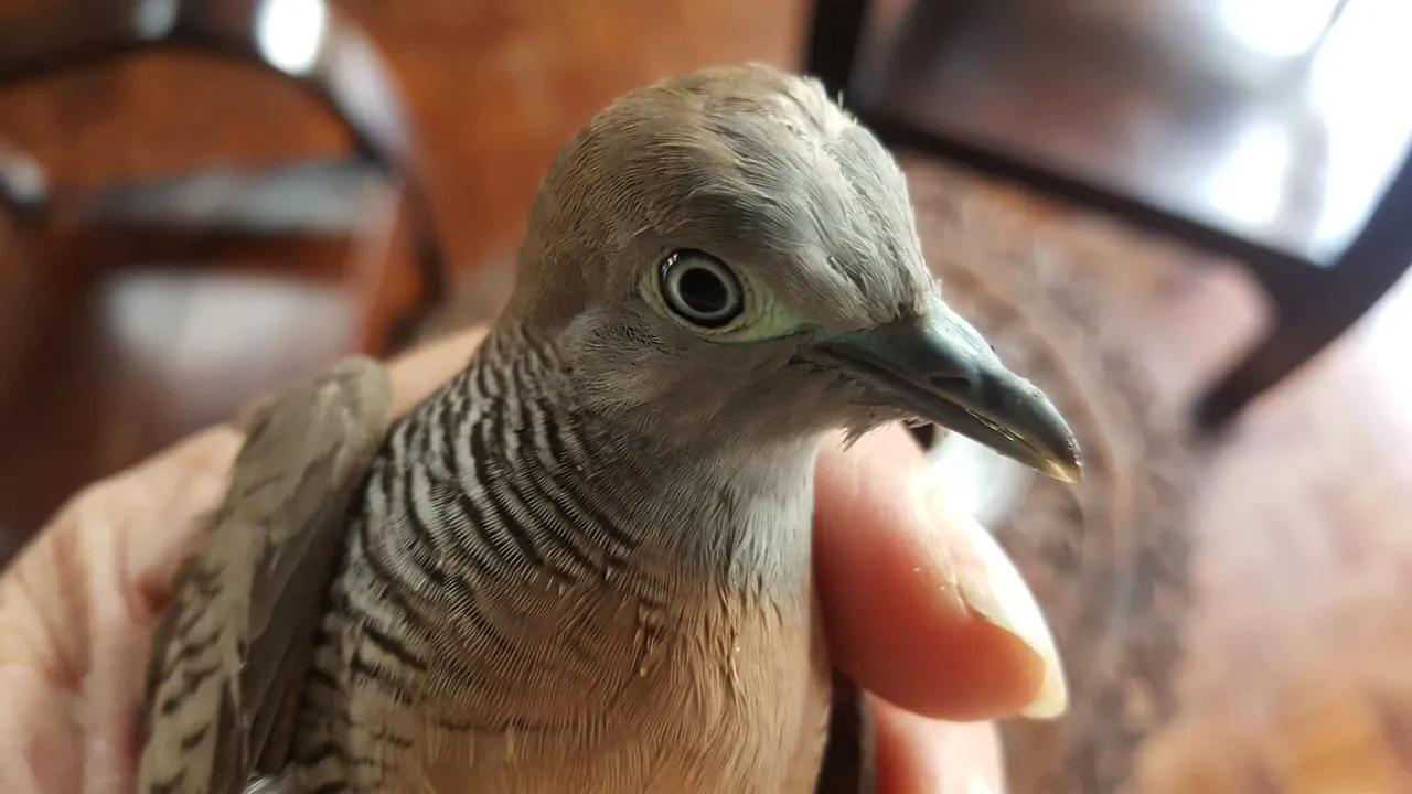 Bird2 2.jpg