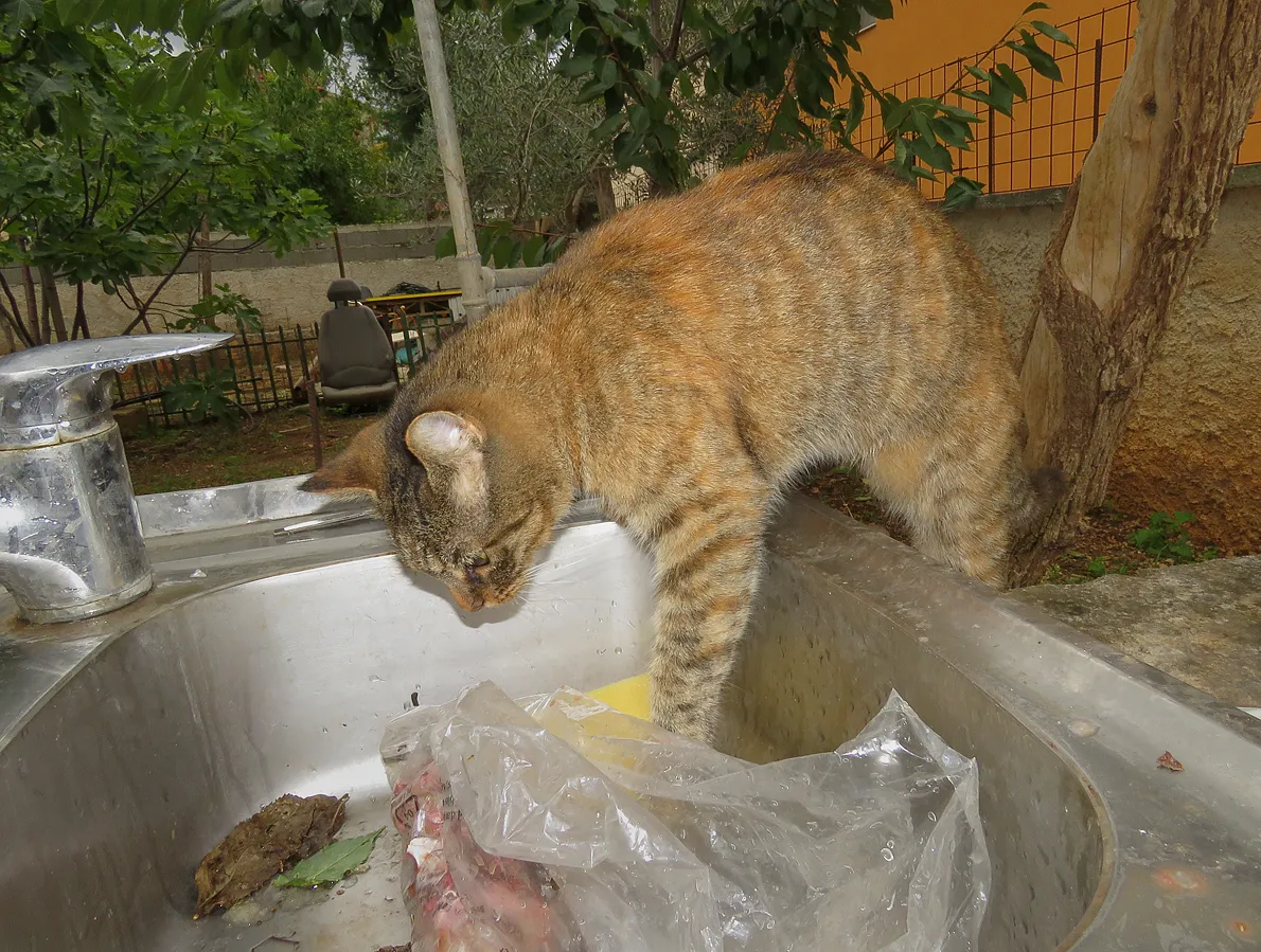 IMG_9969 malo.jpg
