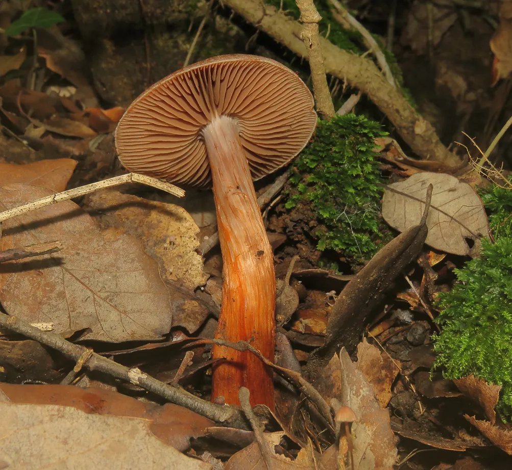 IMG_1436 malo.jpg