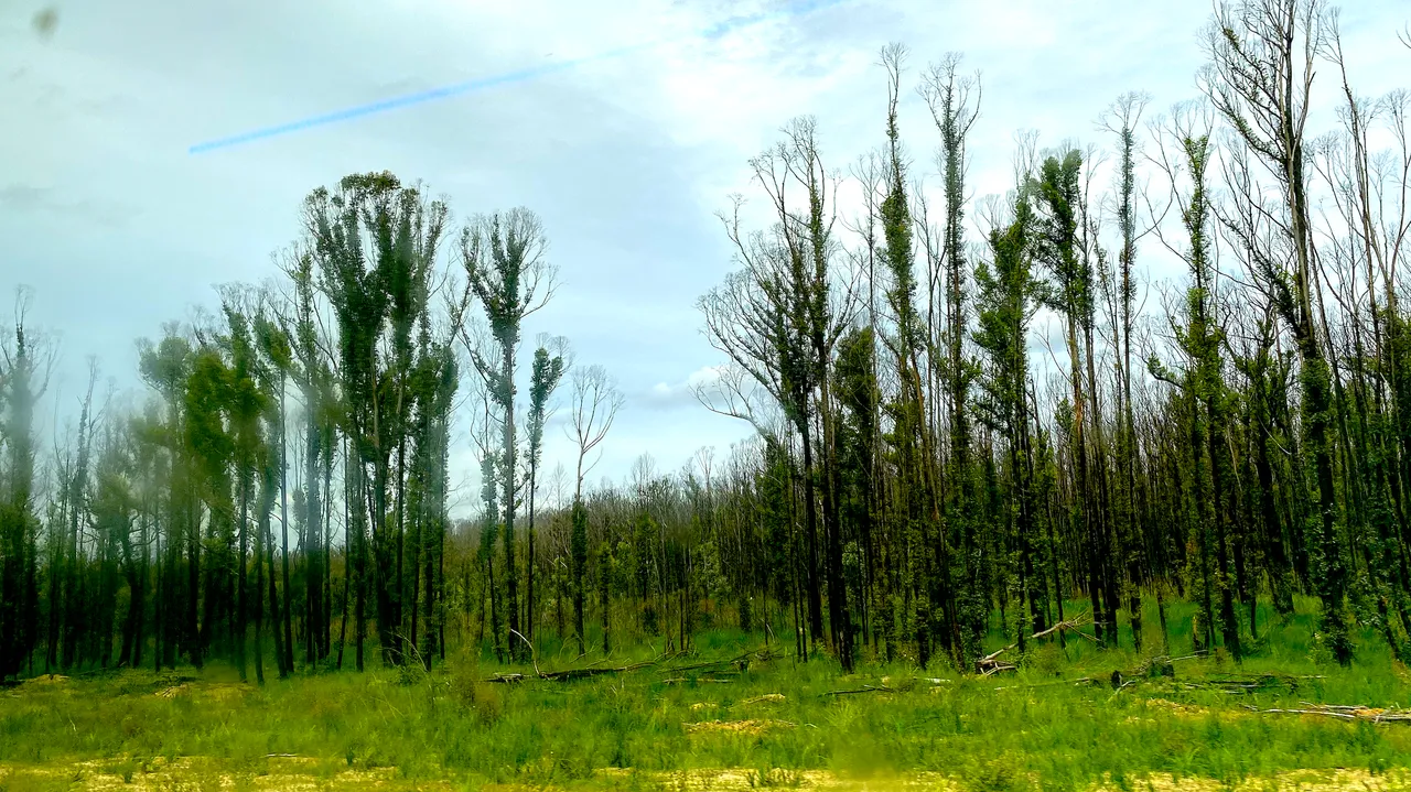 trees.png
