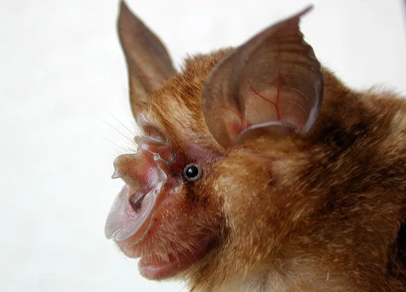 BATS weda.jpeg