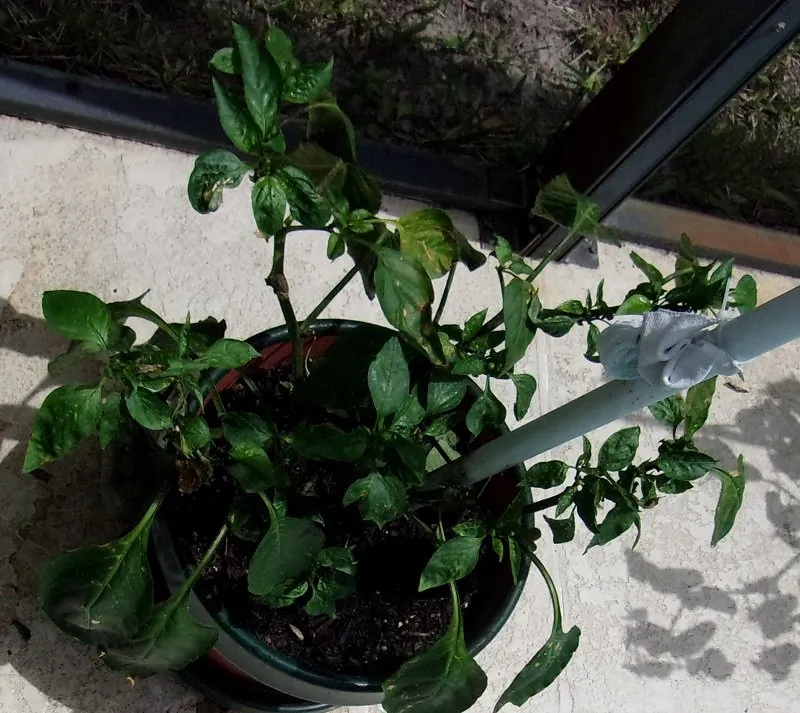 Bell Pepper 2.jpg