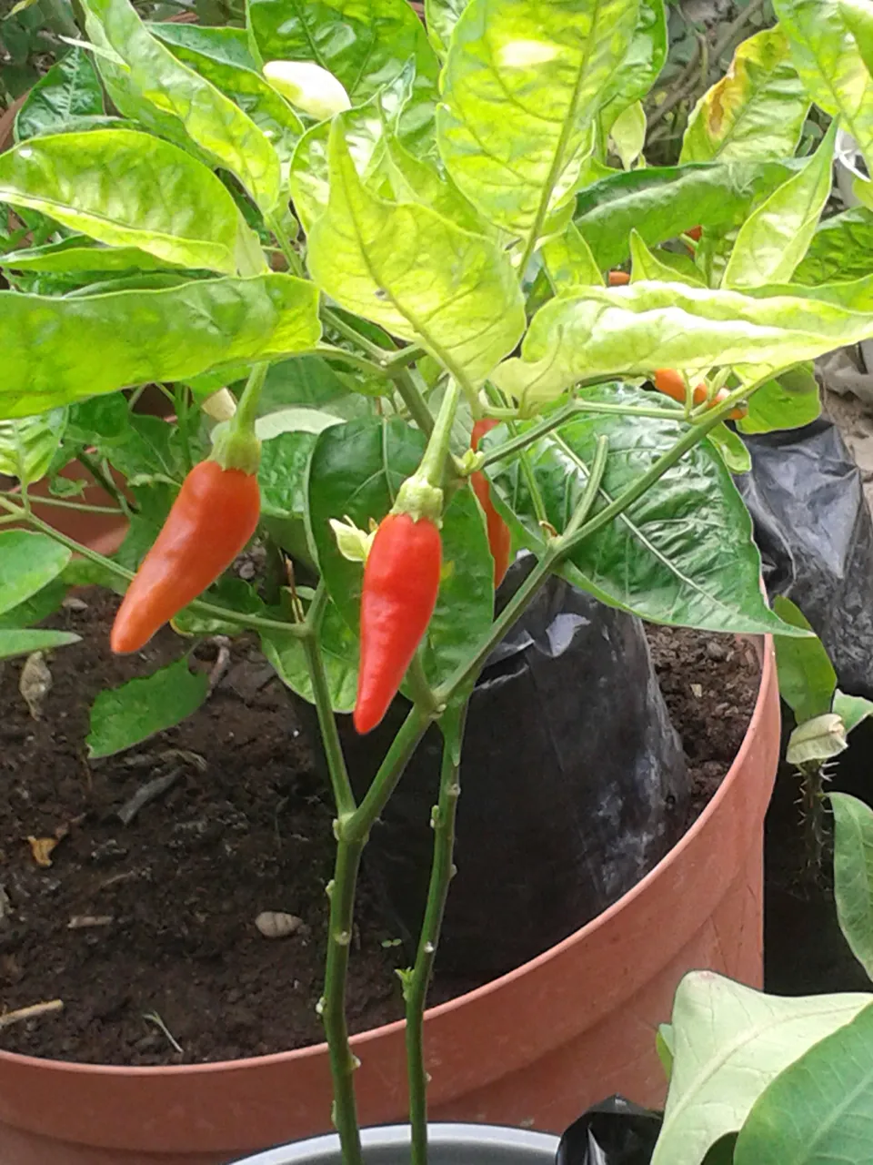 20201201_095505.jpg