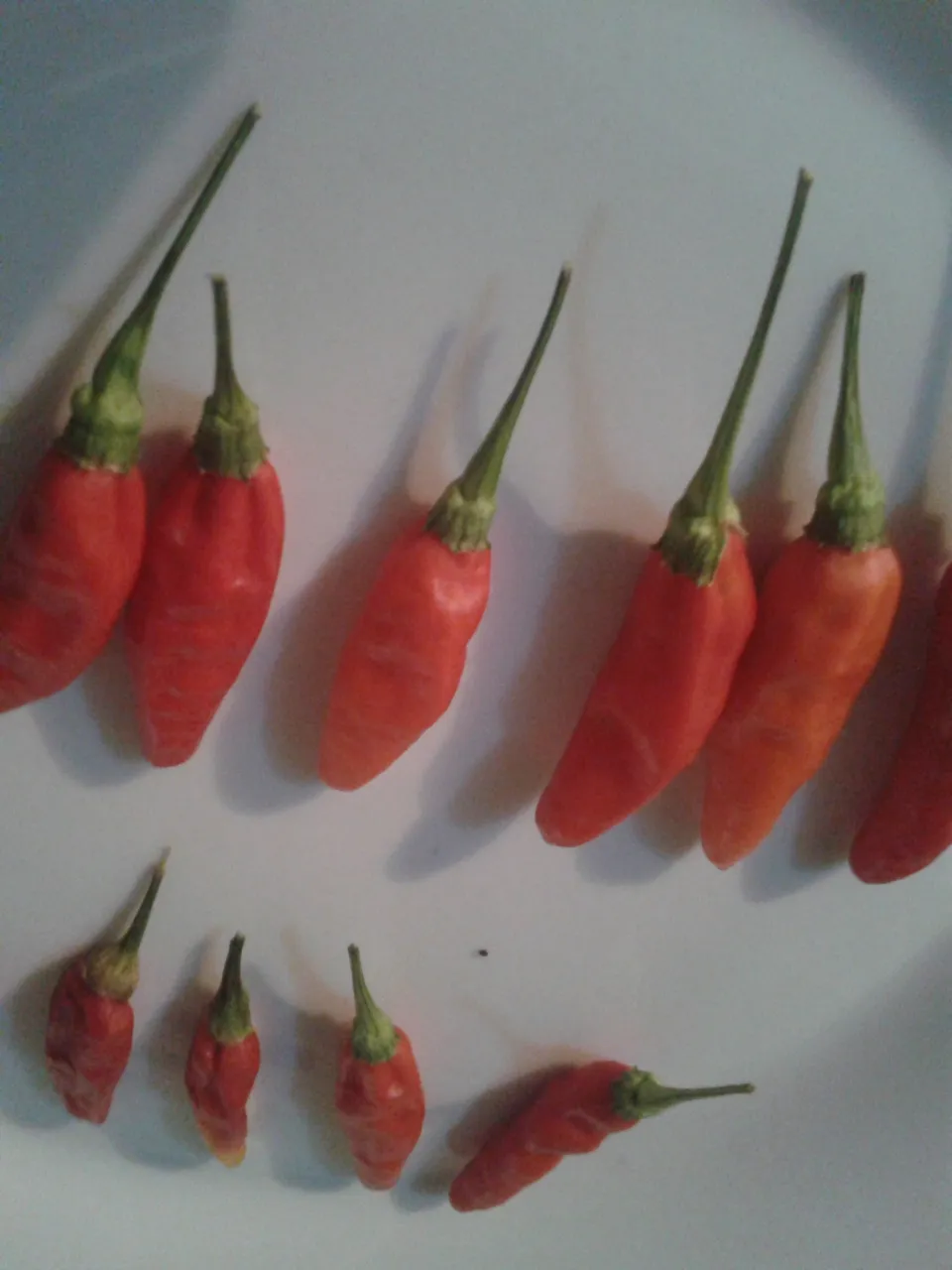 20201127_123233.jpg