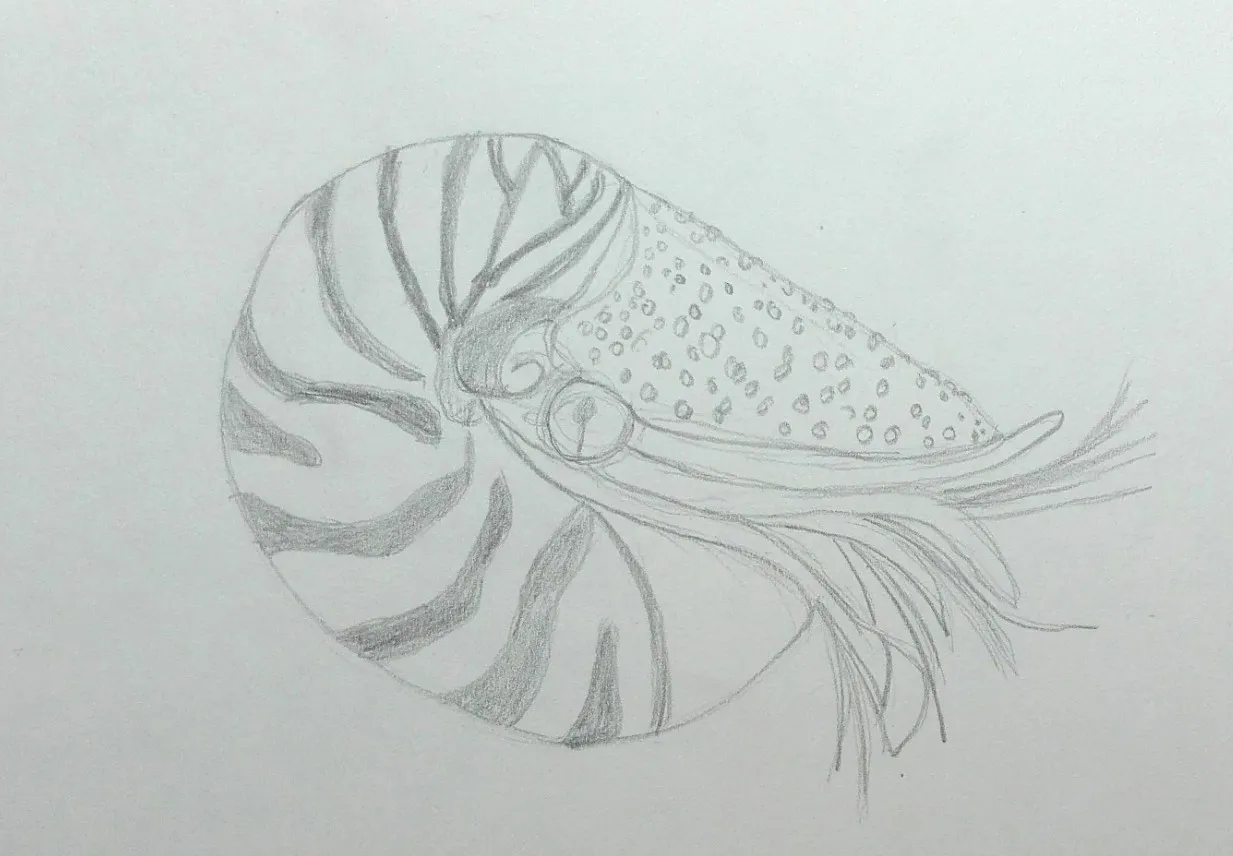 Nautilus.jpg