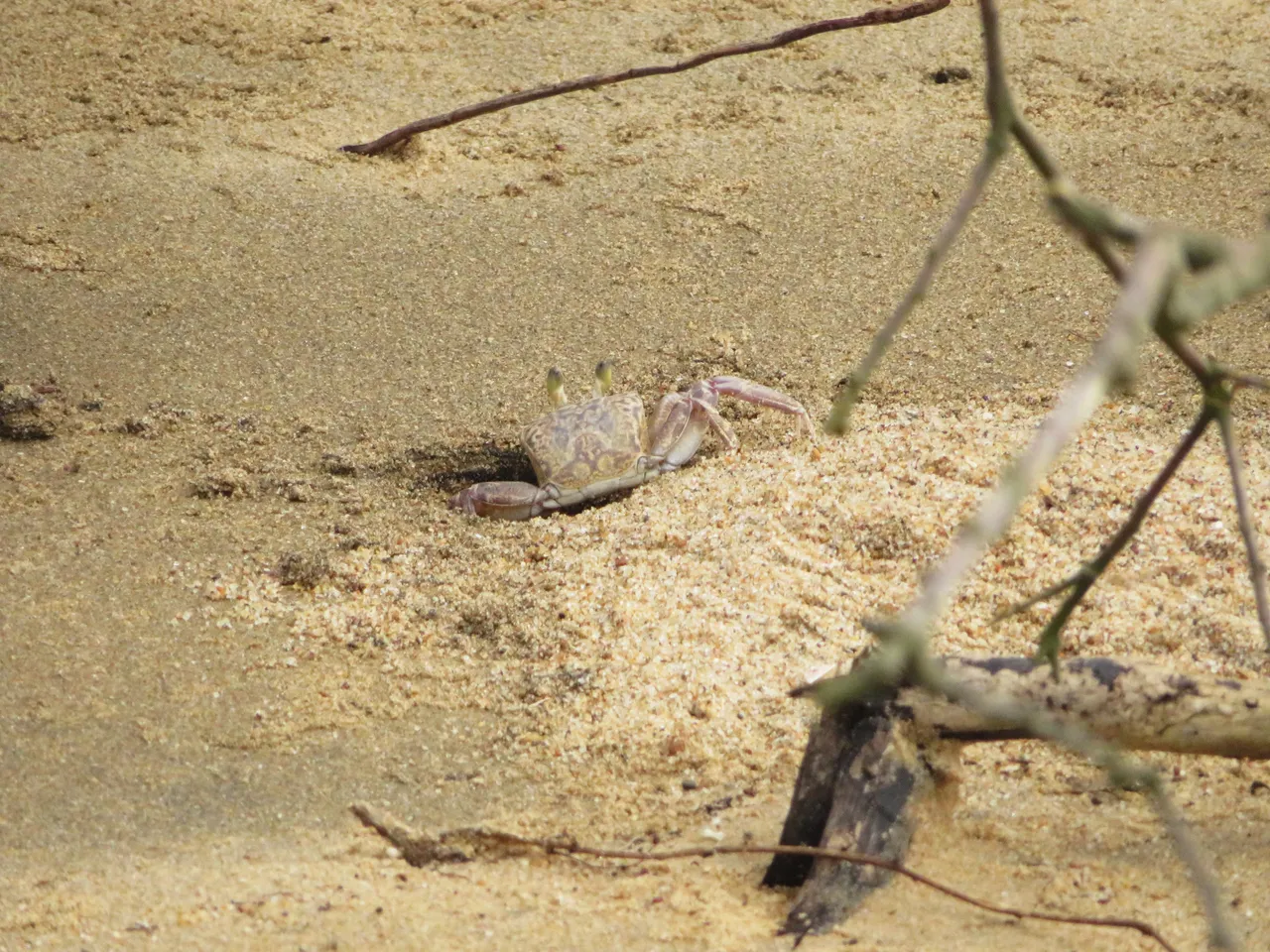 0984Crab.JPG