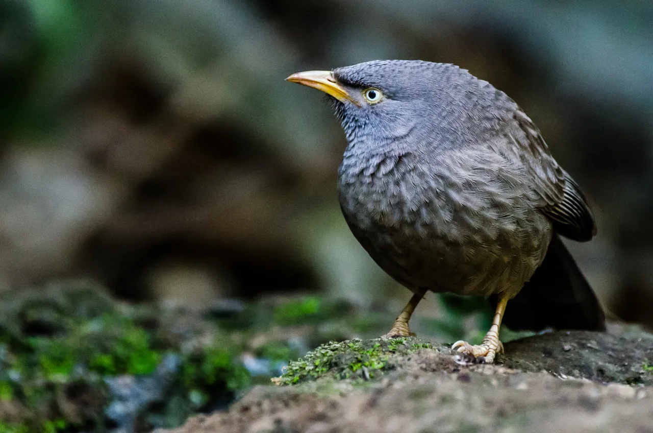 Bird 8.jpg