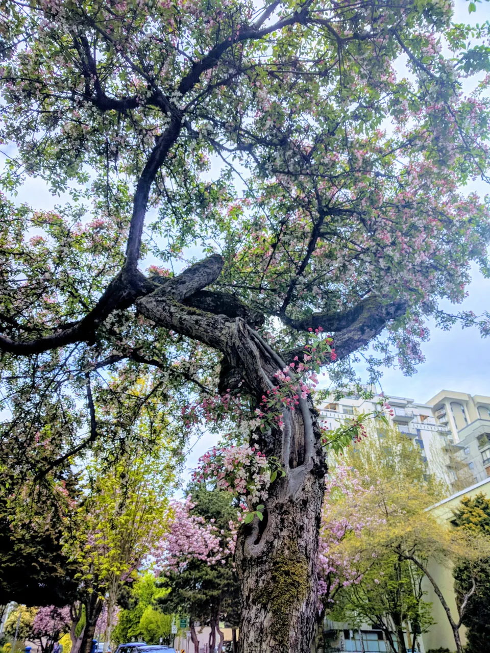 Blossoms_0004.jpg
