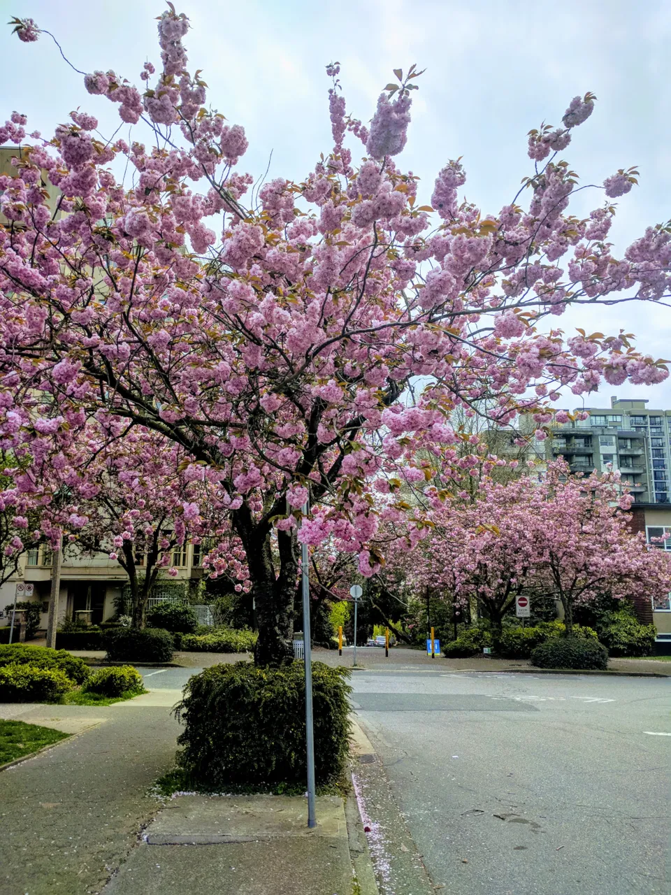 Blossoms_0001.jpg