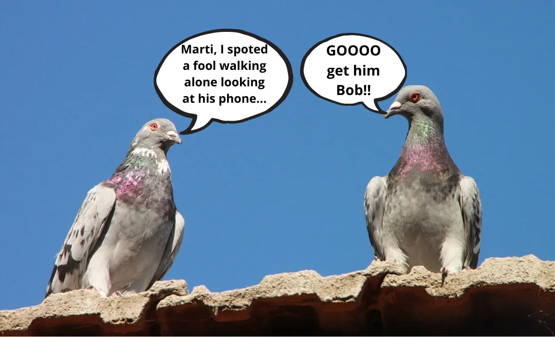 Bird 2.png