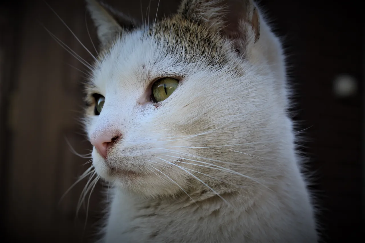 QuratorFotoCat.jpg
