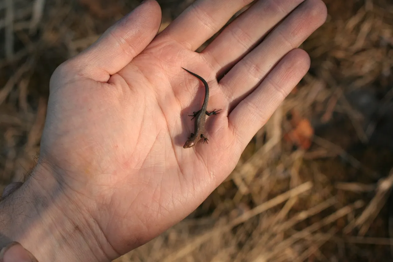 lizzard_2644w.jpg