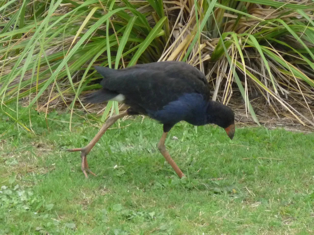 Pukeko 3.JPG