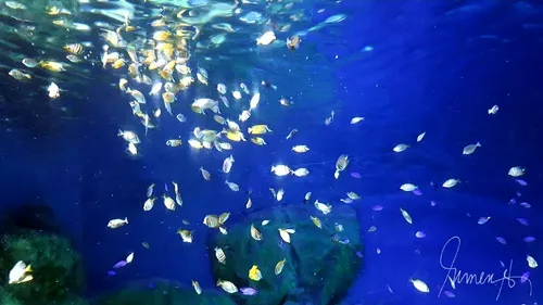 minnows.jpg