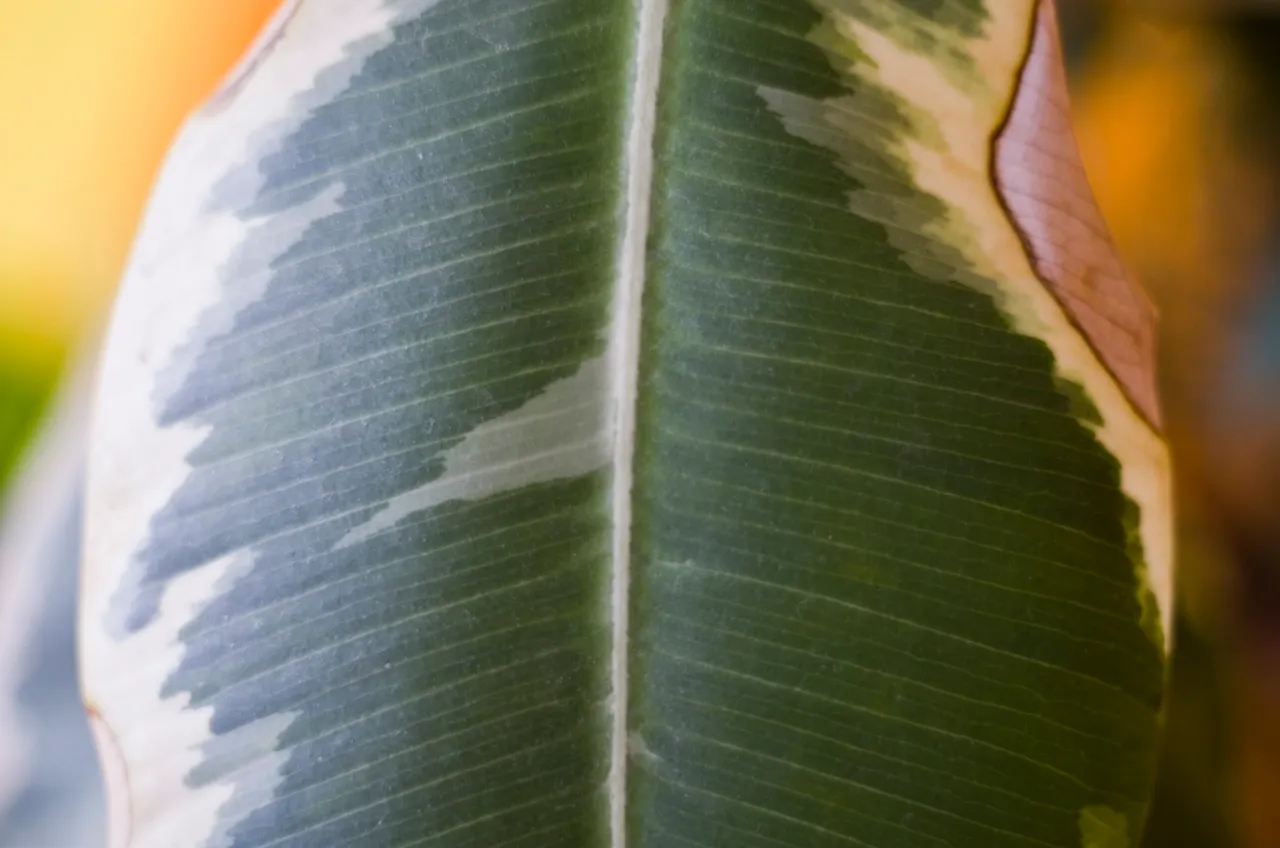 IMGP7850c.jpg