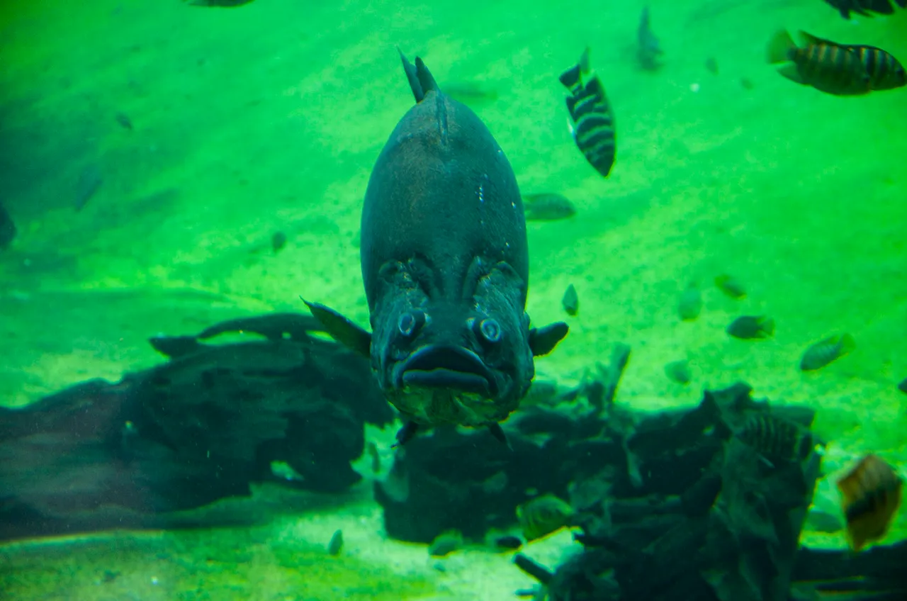 IMGP8171c.jpg