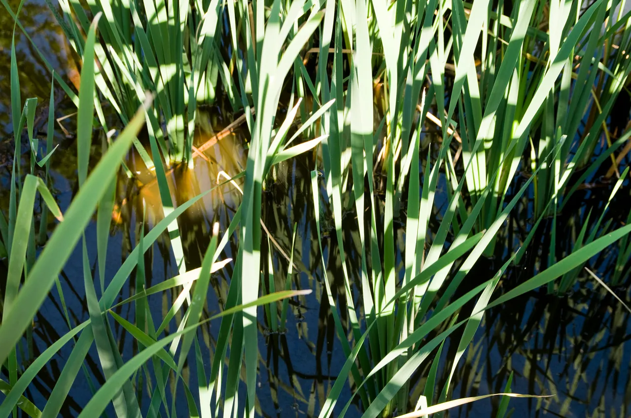 IMGP9029c.jpg