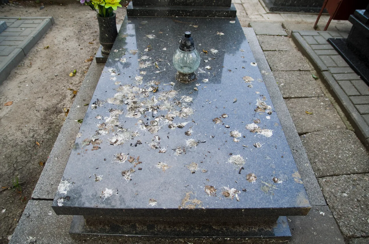 IMGP8821c.jpg