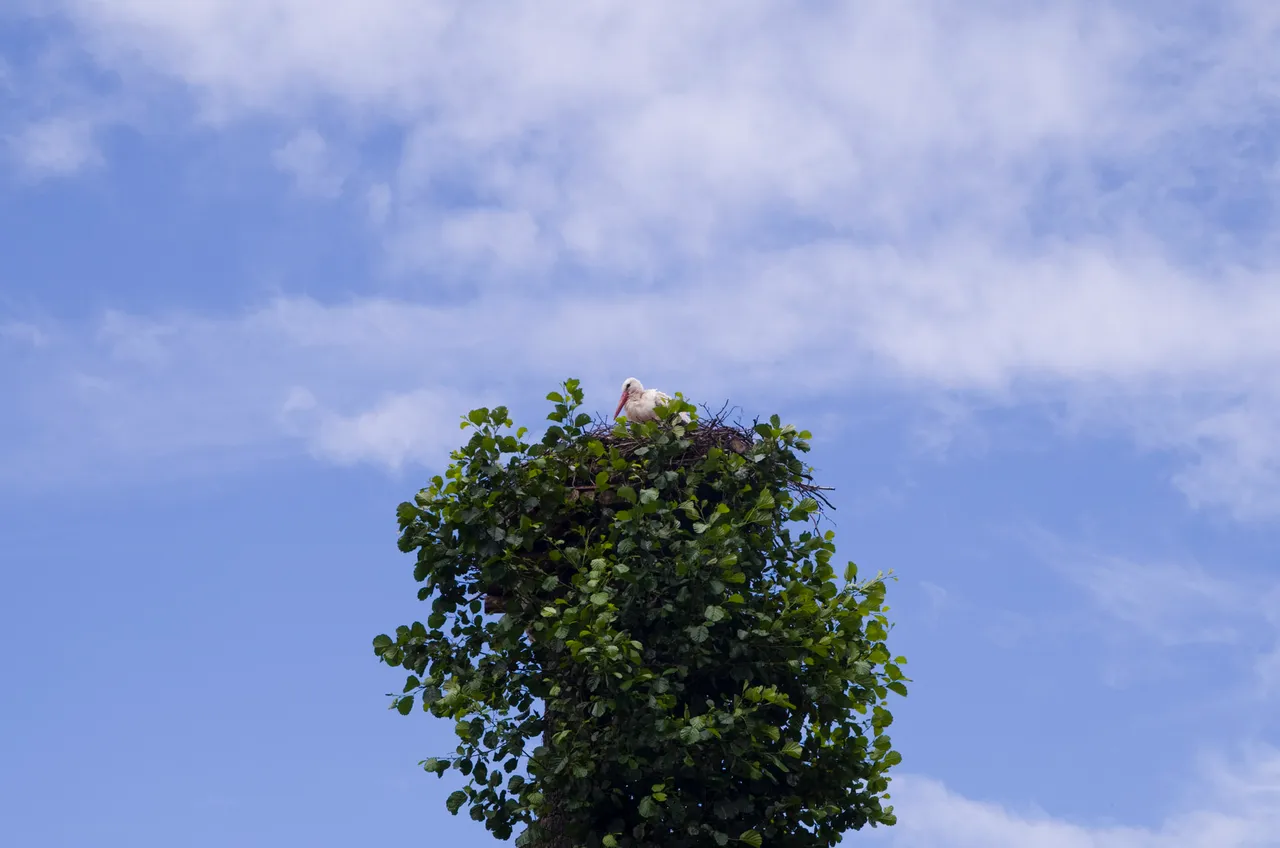 IMGP7824c.jpg