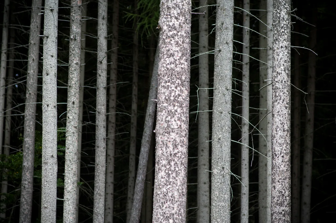 IMGP9920c.jpg
