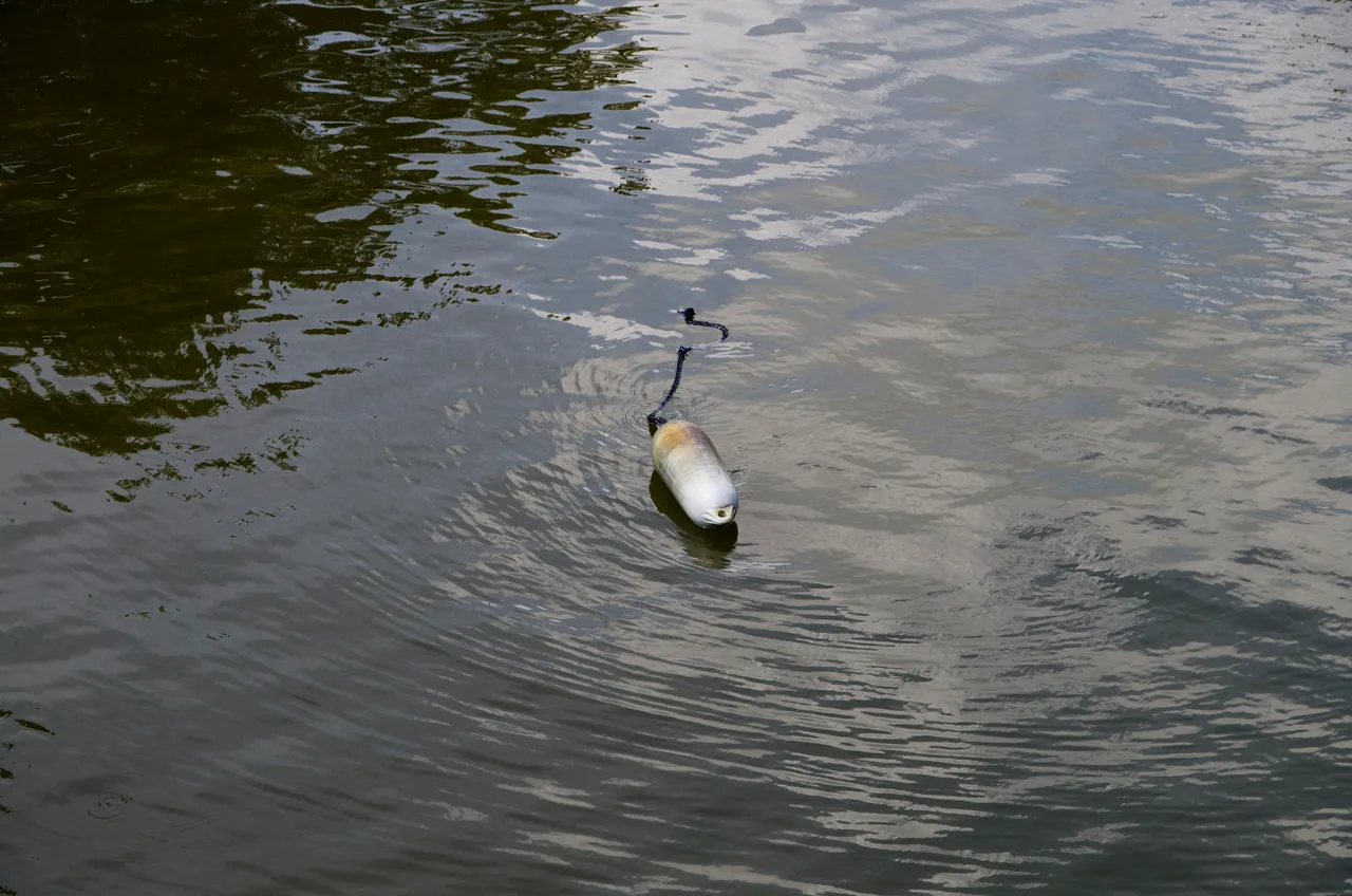 IMGP8723c.jpg