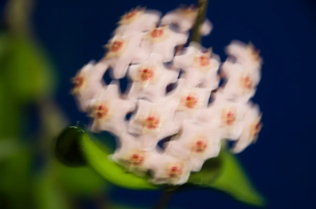 IMGP8701c.jpg