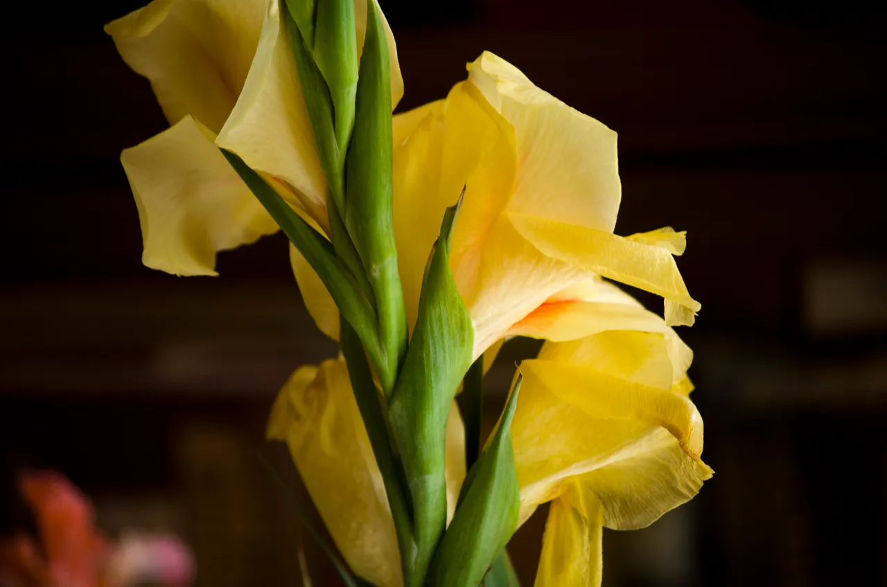 IMGP8034c.jpg