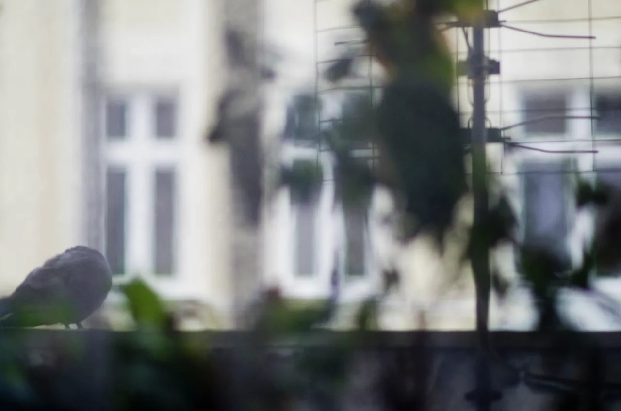 IMGP8856c.jpg