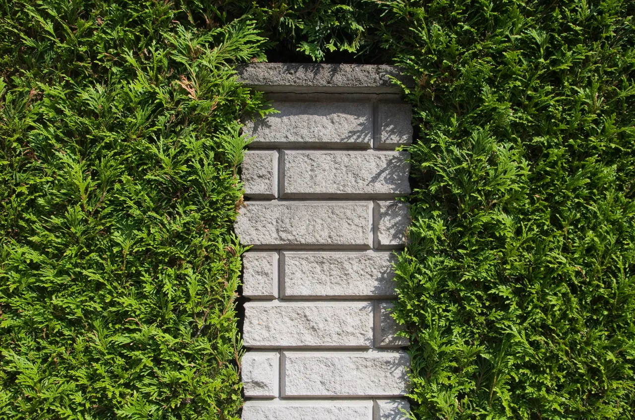 IMGP7842c.jpg