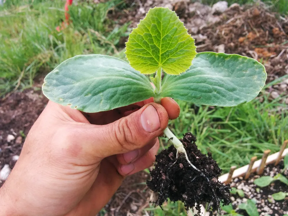 squash3.jpg