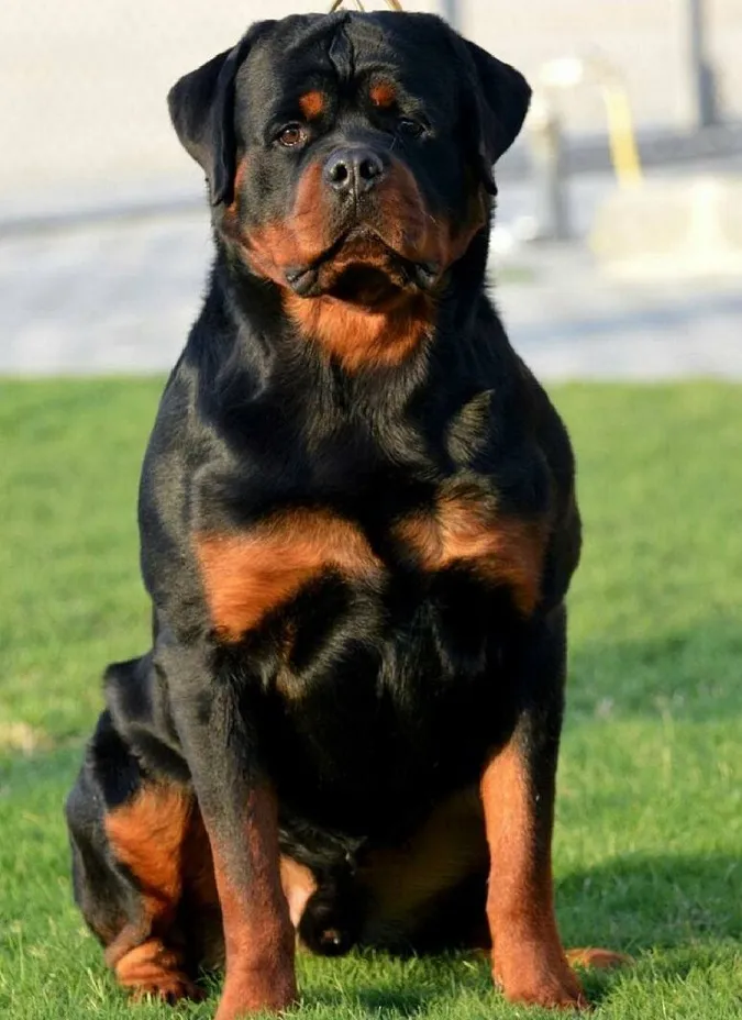 Rottweiler.jpg