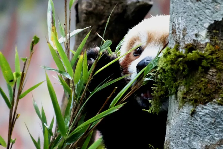 Red Panda.