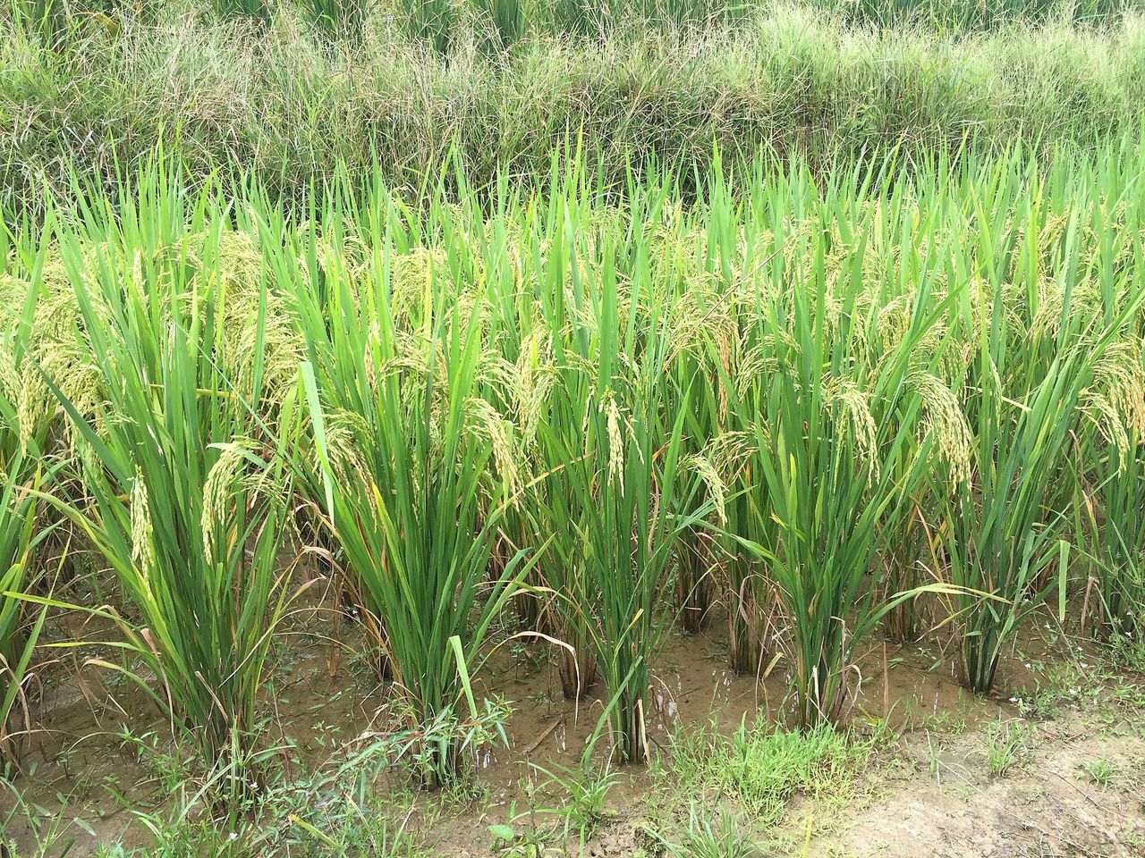 Rice terraces of Longji