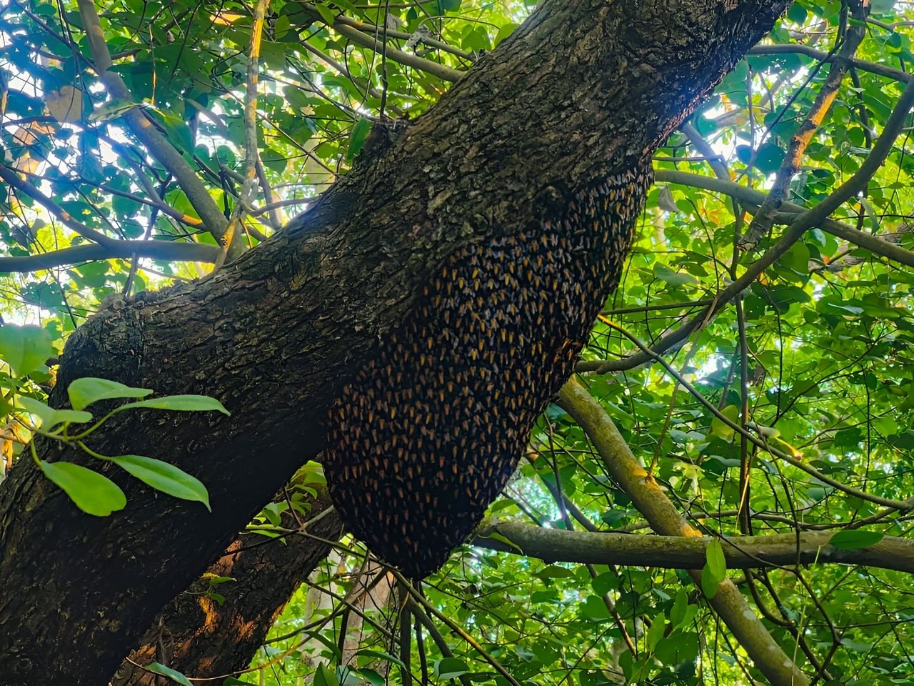 #Hive 🐝