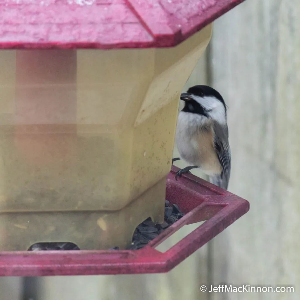 Small bird at red bird feeder