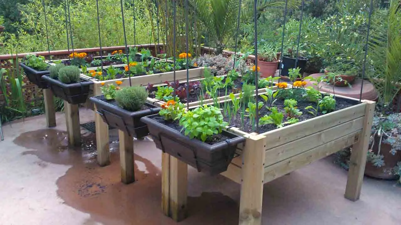 Huerto sustentables