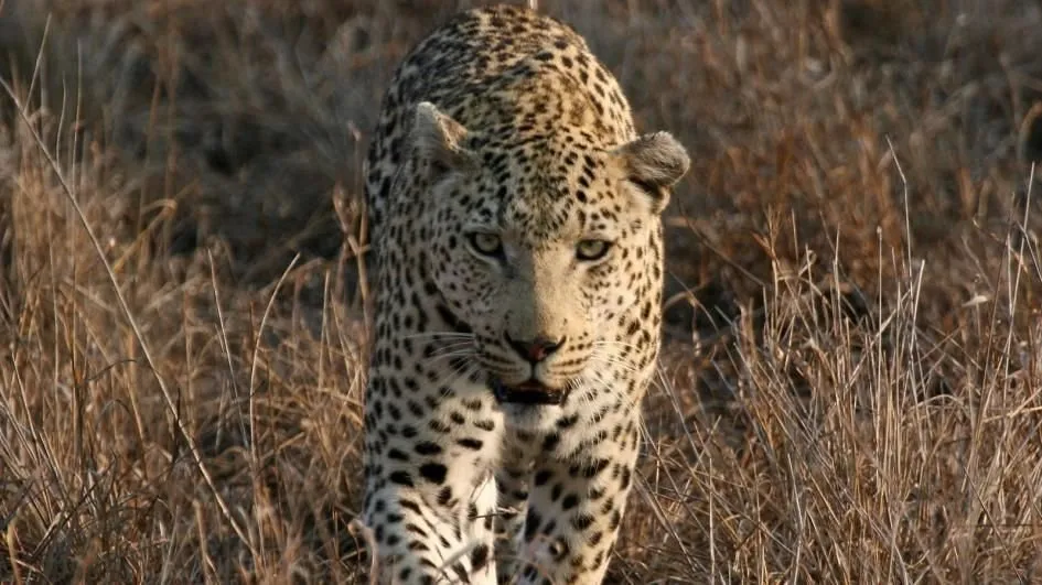 leopard-closeup.jpg