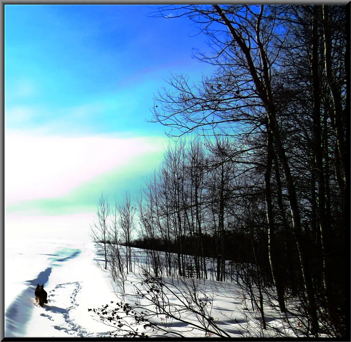 over exposed puts vivid colors in pristine snow scene edge of hill with Bruno making tracks.JPG