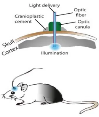 Optogenetic_stimulation_consists_of_several_steps_-_Optogenetics_-_Wikipedia_.jpg