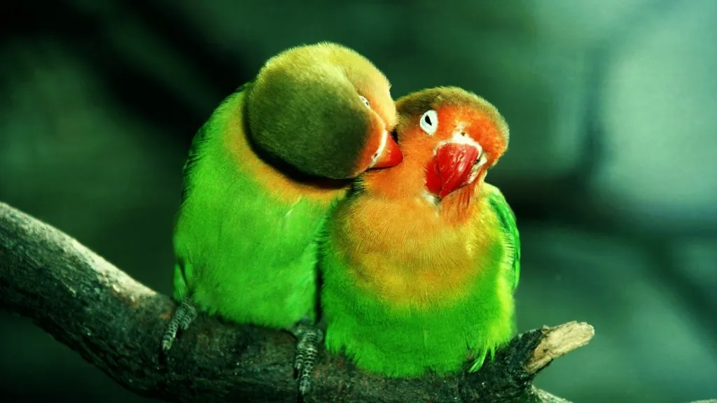 Download Cute Love Birds Wallpaper pictures in high definition or ....jpg