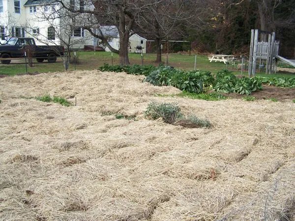 Big Garden - sage, chives, Brussel sprouts, kale crop Nov. 2012.jpg