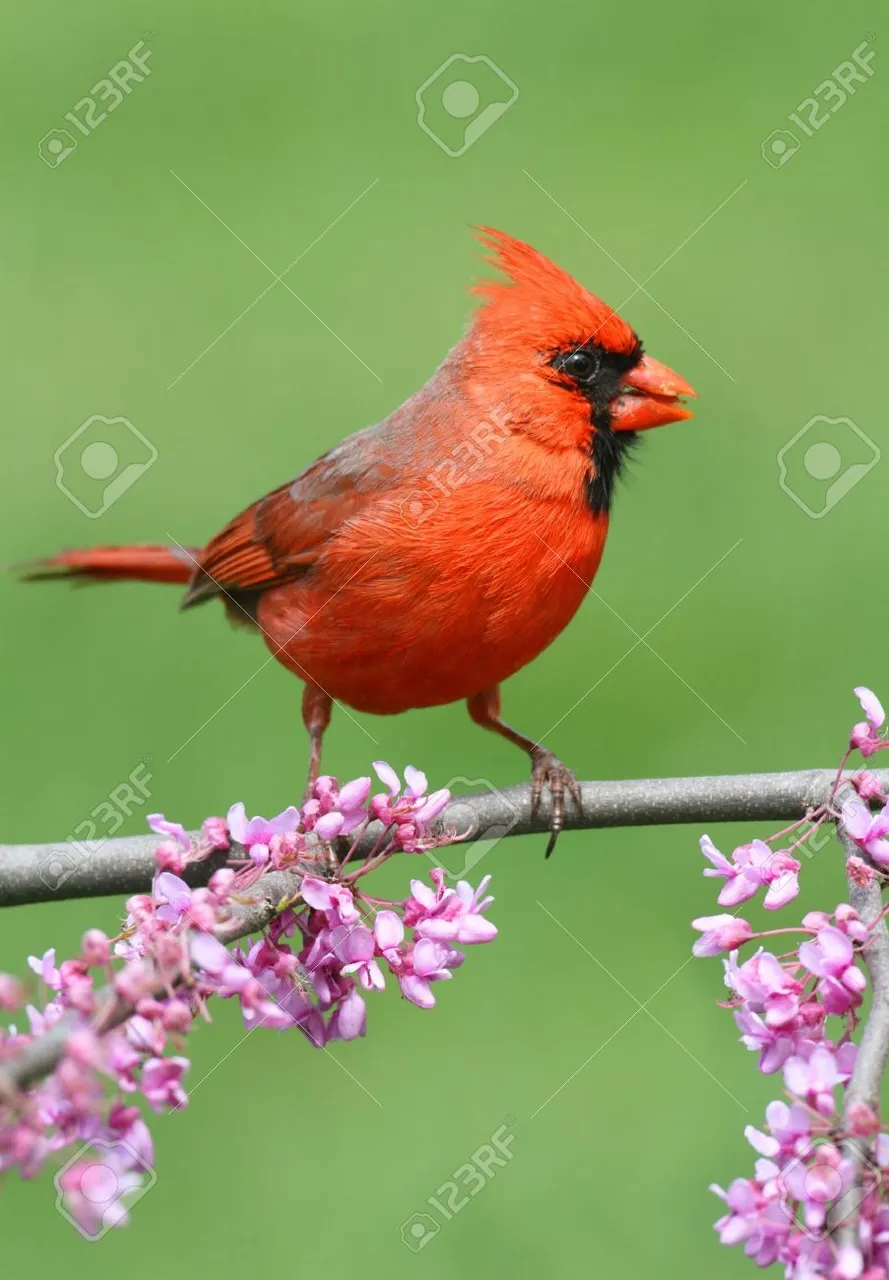 13451878-Male-Northern-Cardinal-cardinalis-on-a-branch-with-flowers-in-spring-Stock-Photo.jpg